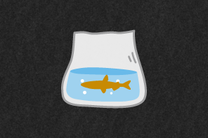 強度のある袋に活魚とともに新鮮な谷の水と酸素を入れます